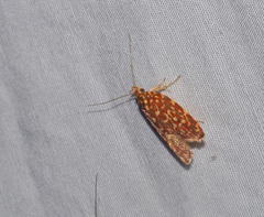 Syringoseca rhodoxantha