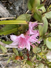 Rhododendron rubropilosum