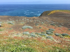 Constancea nevinii