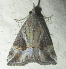 Hypena strigatus