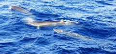 Mesoplodon europaeus