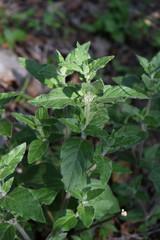 Ruellia drummondiana