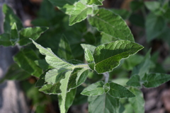 Ruellia drummondiana