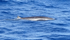 Mesoplodon europaeus