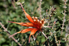 Lambertia inermis inermis
