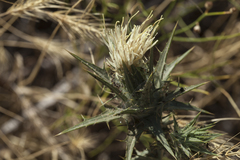 Carthamus turkestanicus