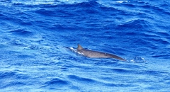 Mesoplodon europaeus