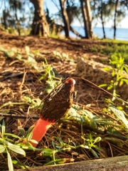 Phallus rubicundus