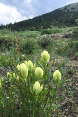 Castilleja septentrionalis