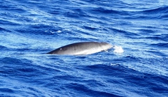 Mesoplodon europaeus
