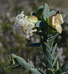 Pimelea drummondii