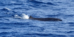 Mesoplodon europaeus