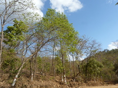 Dalbergia lanceolaria