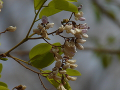 Dalbergia lanceolaria