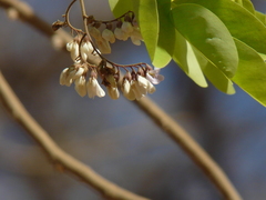 Dalbergia lanceolaria
