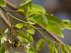Dalbergia lanceolaria