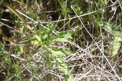 Sanicula arguta