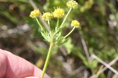 Sanicula arguta