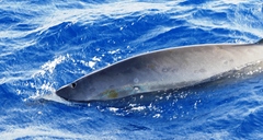 Mesoplodon europaeus