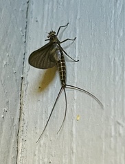 Leptophlebia cupida