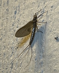Leptophlebia cupida