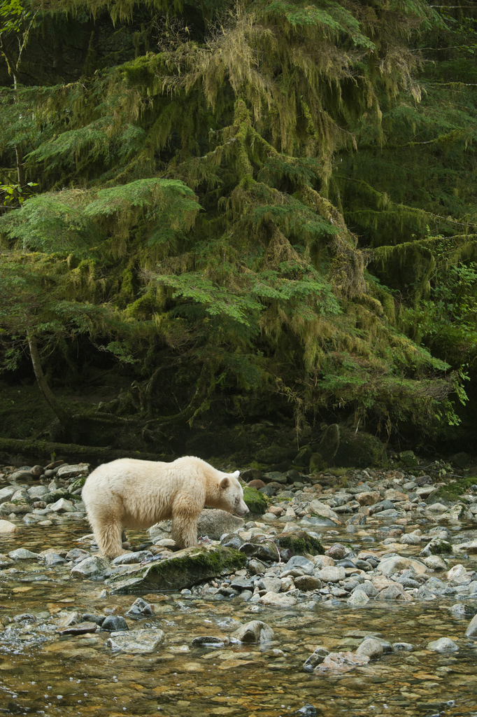 Kermode Bear (Bears of North America) · iNaturalist