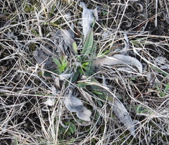 Pontechium maculatum