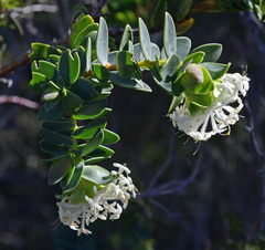 Pimelea drummondii