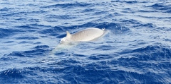 Mesoplodon europaeus