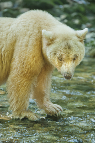 Kermode Bear (Bears Of North America) · INaturalist