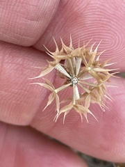 Microseris douglasii platycarpha
