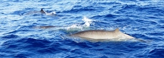 Mesoplodon europaeus