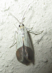 Tegostoma bipartalis