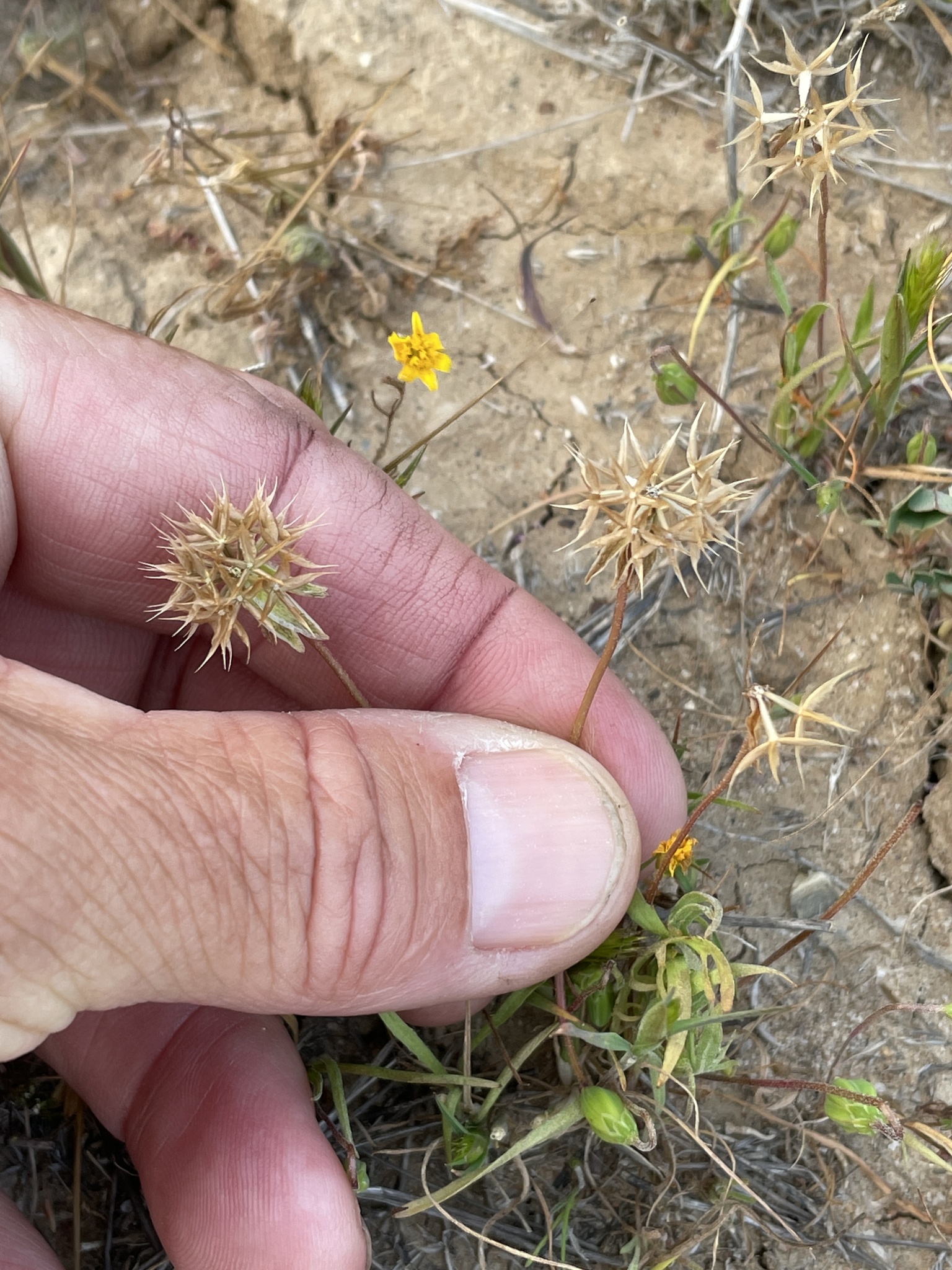 Microseris douglasii ssp. platycarpha