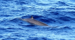 Mesoplodon europaeus