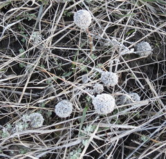 Artemisia austriaca