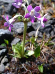 Primula pumila