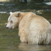Ursus americanus kermodei - Photo (c) Kevin Schafer, μερικά δικαιώματα διατηρούνται (CC BY-NC-ND), uploaded by Kevin Schafer