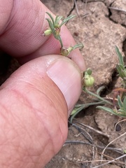 Convolvulus simulans