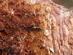 Nudobius lentus