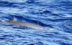 Mesoplodon europaeus