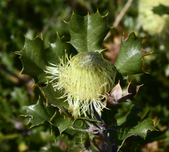 Banksia obovata
