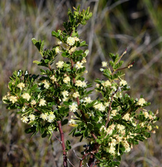 Acacia nigricans