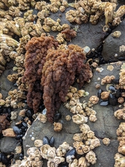 Callithamnion pikeanum