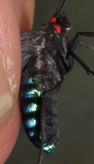 Episcepsis hypoleuca