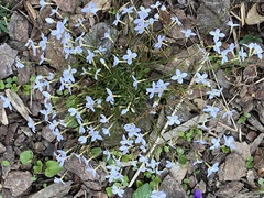 Houstonia caerulea