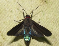 Episcepsis hypoleuca