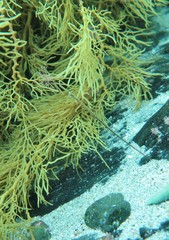 Stigmatopora narinosa