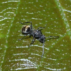 Polyrhachis aurea