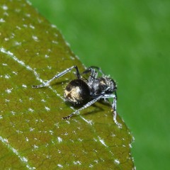 Polyrhachis aurea